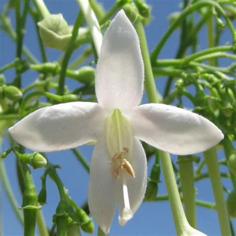 Top 10 Flowering Trees in India That Are Perfect for Every Garden ...