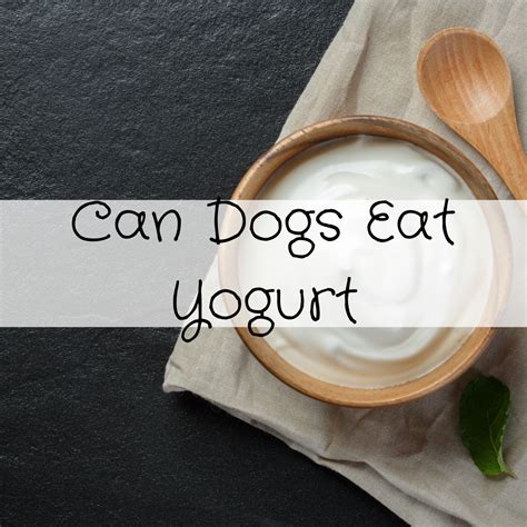 What Kind Of Yogurt Can Dogs Have