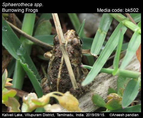 Sphaerotheca spp. - Burrowing Frogs | Amphibians