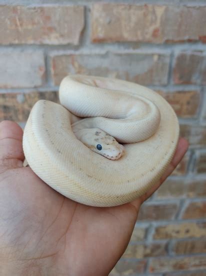 Image result for Goblin Ball Python