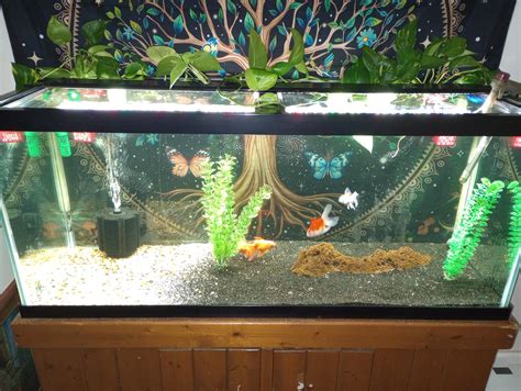 Am I good enough (part 2 ) : r/Goldfish