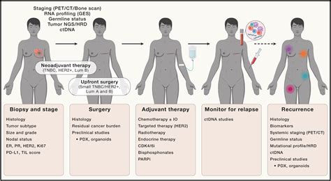Deciphering breast cancer: from biology to the clinic: Cell
