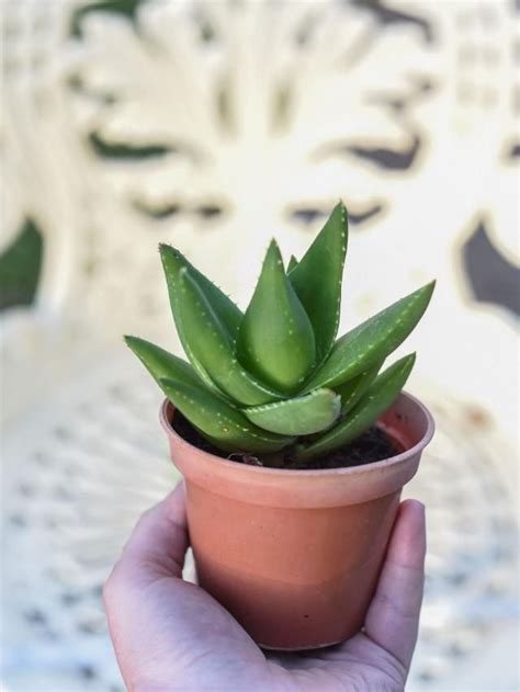 Vastu Rules for Aloe Vera Plant