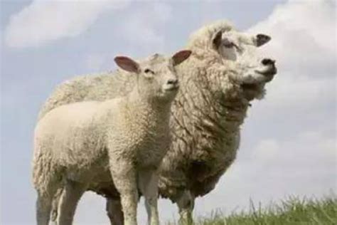 属羊2024年运势及运程 属羊人的2024年全年每月运程详解-学搭配生肖运势网