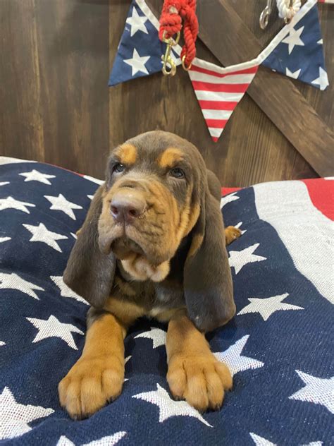 Bloodhound Puppies For Sale In Georgia