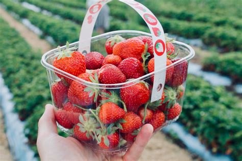 Strawberry Picking in Washington - Where to Go? - Fun Stuff WA