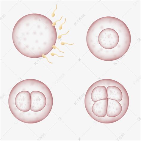干货 | 受精卵是怎么形成胚胎的 - 知乎