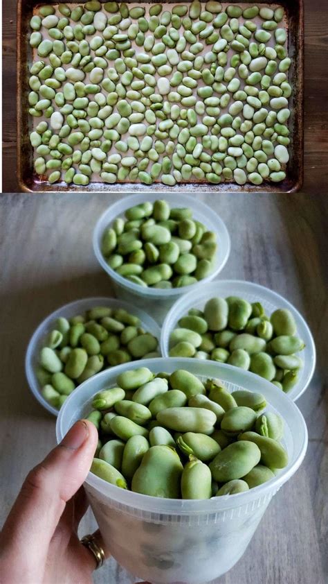 How to Grow & Use Fava Beans (Broad Beans): As Food & Cover Crops ...