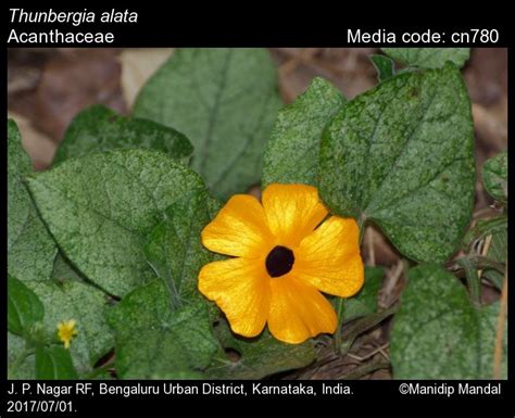 Thunbergia alata | Butterfly