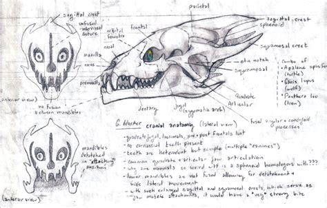 "I had a vert paleontology exam this morning, and i decided to study by extensively annotating a ...