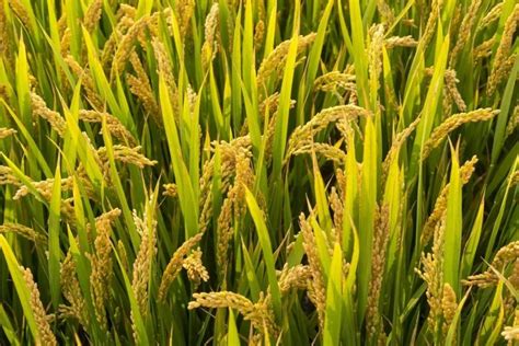 纪念袁隆平：杂交水稻对于中国意味着什么？ – 诸事要记 日拱一卒