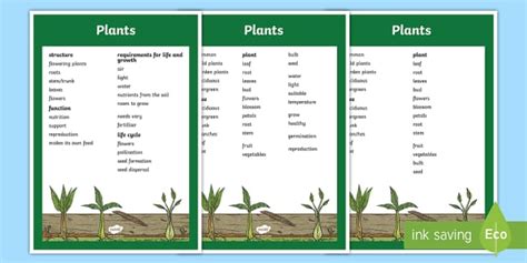 Plant Vocabulary KS2 Resource | Key Science Terms
