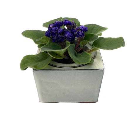 African Violet Pots