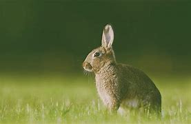 Image result for Nature Rabbit