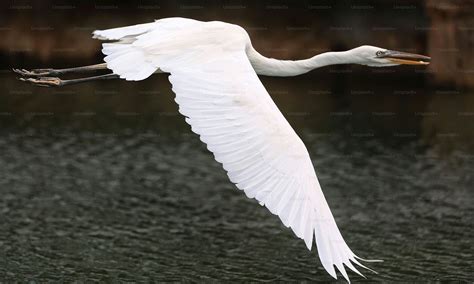 A large white bird flying over a body of water photo – Islamorada Image ...