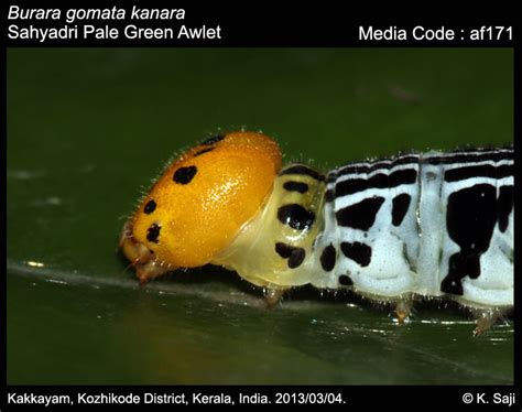 Burara gomata | Butterfly