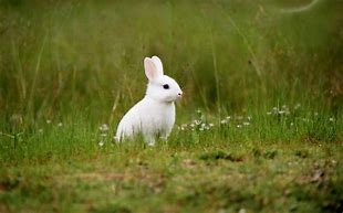 Image result for Cute Rabbit Background Computer