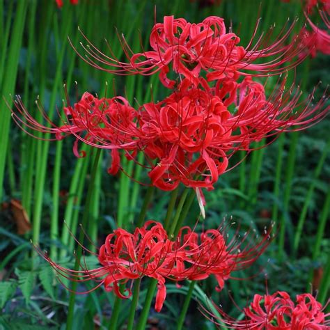 Floriculture Greens Imp. Lycoris Lily (Spider Lily) Bulbs For Home ...