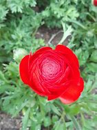 Image result for Bing Free Photo Images Spring Photos Flowers and Bunnies