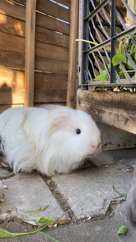 Guinea pig care made easy a beginner s guide to cavy care – Artofit