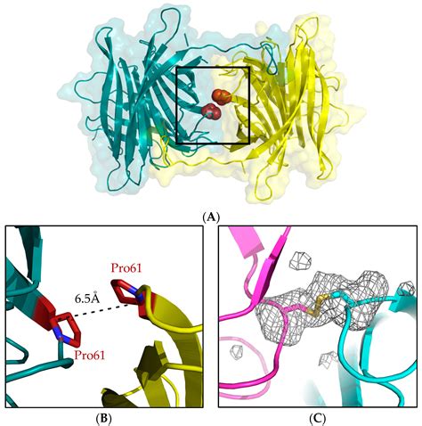 Generating a High Valency Biotin Binder by Selecting Uniform Protein ...