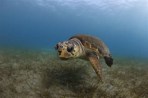 Loggerhead Turtle 的图像结果
