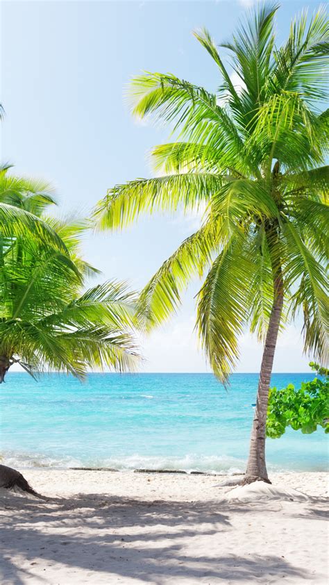 Download wallpaper sand, sea, palm trees, section nature in resolution ...