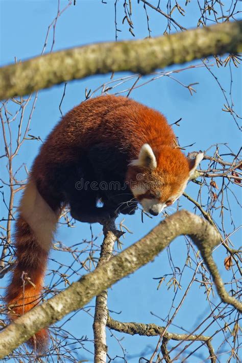 Image result for Red Panda vs Firefox
