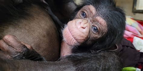5-week-old chimp died from head trauma, Kansas zoo says