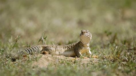 Spiny‑tailed Lizard: Facts, Size, Habitat | Roundglass | Sustain