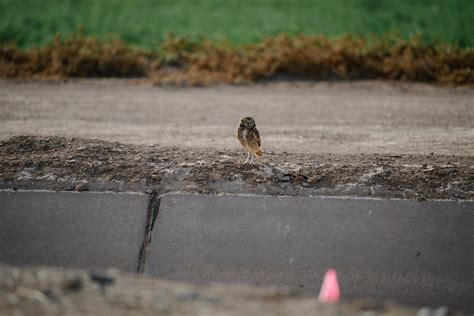 Imperial County is a refuge for California’s vanishing burrowing owls. But do they need more ...