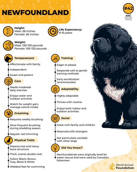 Lifespan Of Newfoundland Dogs