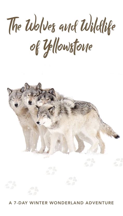 Image result for Yellowstone Wolves Book