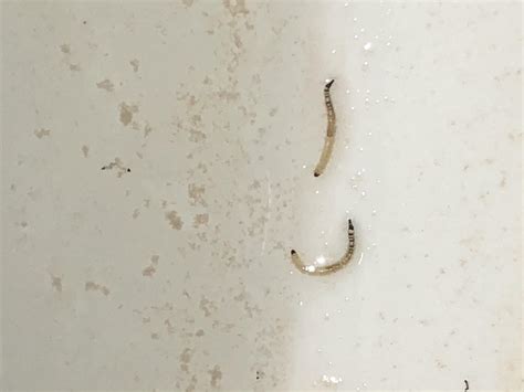 Tiny Black Worm In Toilet : Horsehair worms occur in toilet tanks when ...