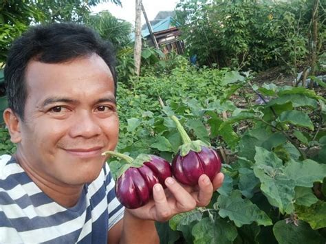 Major Eggplant producing regions in Philippines - production and area ...