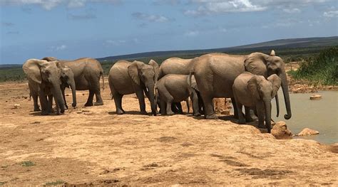 ADDO ELEPHANT COUNTRY ESTATE (Addo Elephant National Park) - Hotel ...