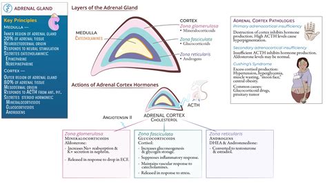 Adrenal Cortex Layers And Functions