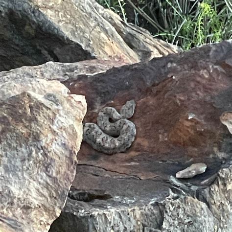 Pine Creek Road Camp | Mount Laguna, California