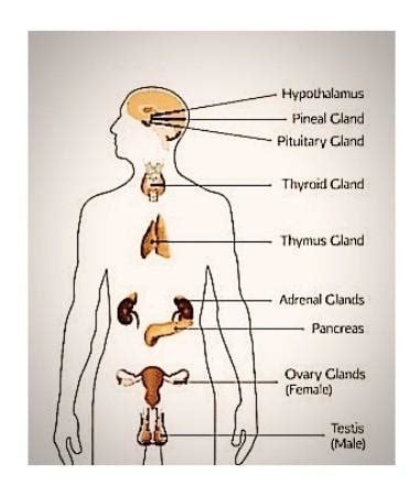 (a) lable the endocrine glands given in figure below:; (b) a hot object ...
