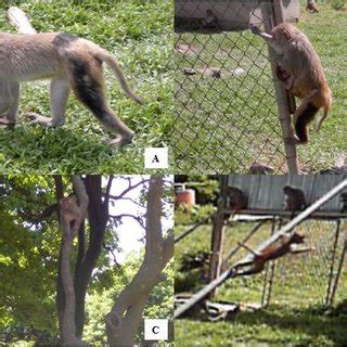 Image result for Locomotor Patterns in Primates