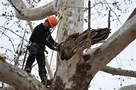 Large Tree Root Trimming 的图像结果