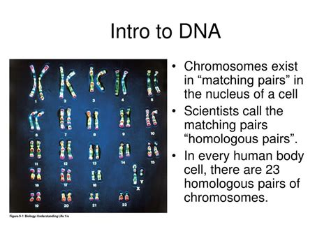 Image result for DNA Introduction