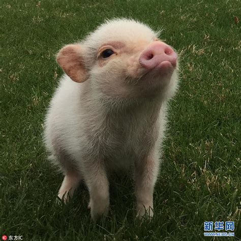 猪的图片卖萌,猪的图片动画,猪的图片头像(第2页)_大山谷图库