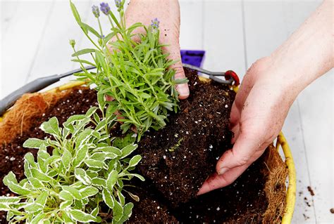 How To Grow Lavender From Seed - A Garden Diary