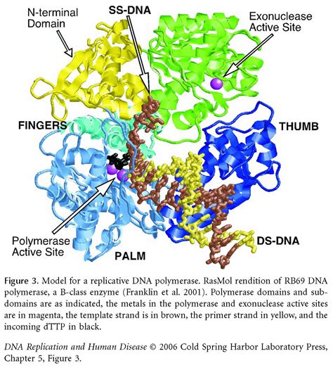 Dna-polymeras iii