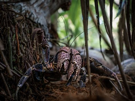 Coconut crabs may hold clue to Amelia Earhart fate