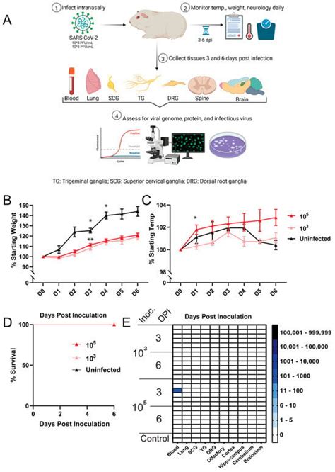 Guinea Pigs Are Not a Suitable Model to Study Neurological Impacts of ...
