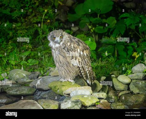 Blakiston's fish owl, Ketupa blakistoni, the largest owl feeding in a ...