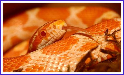 Snake : పాము కాటుకుగురైన వెంటనే ఏంచేయాలో తెలుసా?.. |Do you know what to ...