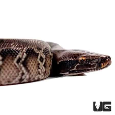 Short Tail Python Complex 的图像结果